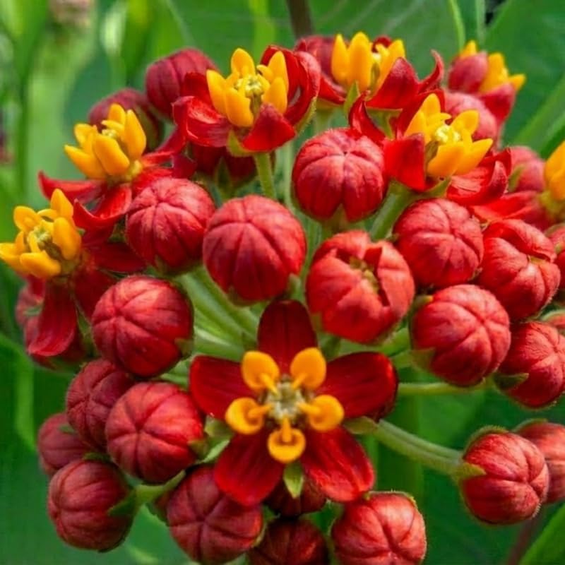 4 Red Yellow Butterfly Milkweed Plants Live, Flower Plant, 5-9 Inch Tall - Image 2