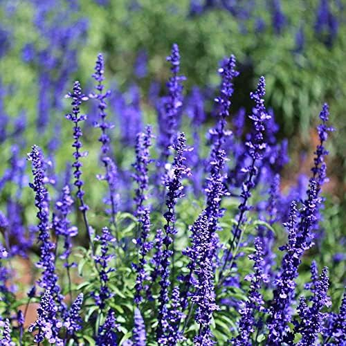 Outsidepride Blue Sage Seeds - 1/2 Lb. Perennial, Drought-Tolerant & Deer-Resistant Wildflower Seeds w/Fragrant Blooms for Pollinator Attractant for Butterfly & Hummingbird Gardens & Landscaping by Outsidepride