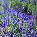 Outsidepride Blue Sage Seeds - 1/4 Lb. Perennial, Drought-Tolerant & Deer-Resistant Wildflower Seeds w/Fragrant Blooms for Pollinator Attractant for Butterfly & Hummingbird Gardens & Landscaping by Outsidepride