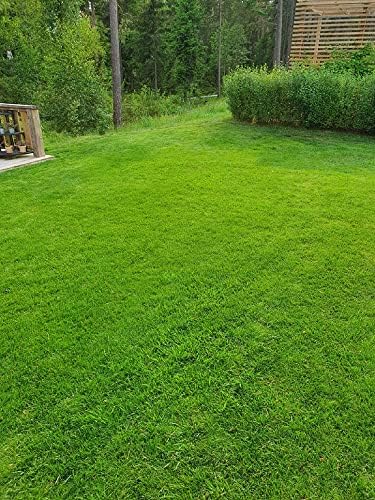 Creeping Red Fescue Lawn Grass Seeds, 1 Pound Pure Seeds by Seeds2Go - Image 2