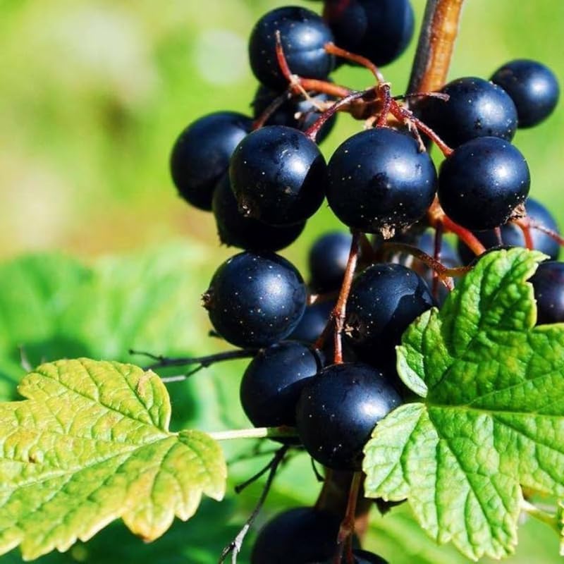 Consort Black Currant Plant Live, Hardy Edible Landscape Shrub 1 Year Old - Image 2