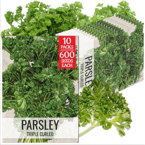 Seed Needs Curly Parsley Seeds to Plant an Herb Garden - 10 Packs by SeedNeeds