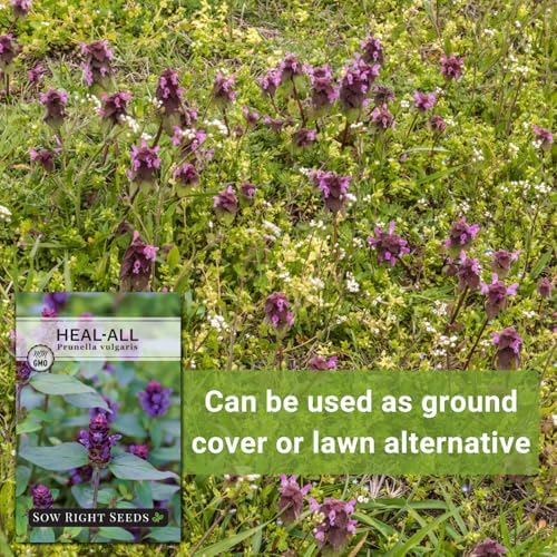 Sow Right Seeds - Heal-All Seed for Planting Self Heal Perennial Herb - Image 5