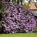 Brighter Blooms Lavender Rhododendron Shrub, 1 Gallon by BrighterBlooms