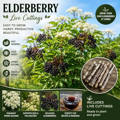 Live Elderberry Cuttings for Planting | Hardy Sambucus Berry Bush Cutting's | Fast Growing Edible & Pollinator-Friendly Shrubs | Easy to Root Elderberry Propagation Sticks (10 Cuttings) - Image 2