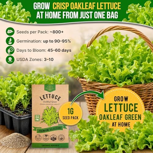 Lettuce Oakleaf Seeds Pack 1 G - Over 800 Non-GMO Heirloom Lettuce Seeds for Planting Greens in Individual Seed Packet, Greens Seeds for Planting Home Garden Indoor & Outdoor Gardening - Image 4