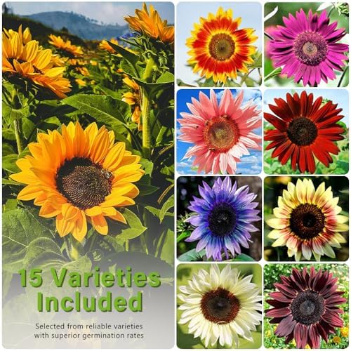 1000+ Sunflower Seeds for Planting Heirloom Non-GMO, Bulk Package of 15 Varieties Mix Seeds, Individually Packaged, Attracts Pollinators (Helianthus annuus) - Image 4