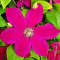 Burgundy Clematis Live Plant, 2.5" Pot, Fragrant Flowering Vine by HILROQG