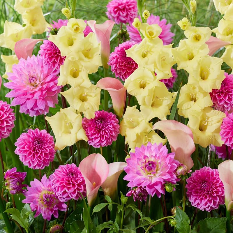 Guava Glow Punch Flower Bulb Mix - Complete All-in-One Garden Kit - 24 Bulbs per Box - Dahlias, Lilies, Gladiolus - Fragrant - Naturalizing - Live Outdoor Potluck Planting - Easy to Plant Flowers by WillardMay