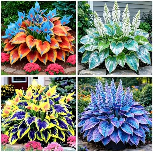 315+ Perennial Mix Color Hosta Seeds for Planting in Outdoor Garden - Shade Tolerant Plant Seeds,Ideal for Borders & Containers - Image 2