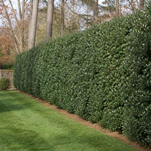 Nellie Holly | 3 Large Trade Gallon Size Plants | Ilex Nellie R. Stevens | Privacy Screen Hedge Evergreen Shrub, Fast Growing Dense Foliage, Year-Round Interest, Low Maintenance Ornamental Berries - Image 4