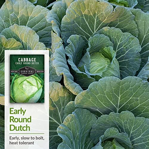 Early Round Dutch Cabbage Seeds - Survival Garden Seeds (1 Pack) - Image 4