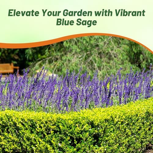 Outsidepride Blue Sage Seeds - 1/4 Lb. Perennial, Drought-Tolerant & Deer-Resistant Wildflower Seeds w/Fragrant Blooms for Pollinator Attractant for Butterfly & Hummingbird Gardens & Landscaping - Image 5