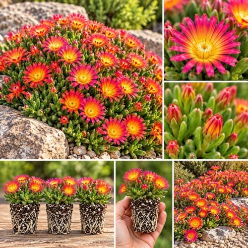 Fire Spinner Delosperma Live Plant Plugs – Pink Orange Ice Plant Flowers – Succulent Ground Cover Starter Plants for Rock Gardens, Borders & Containers, 5 Plants by CZGrain