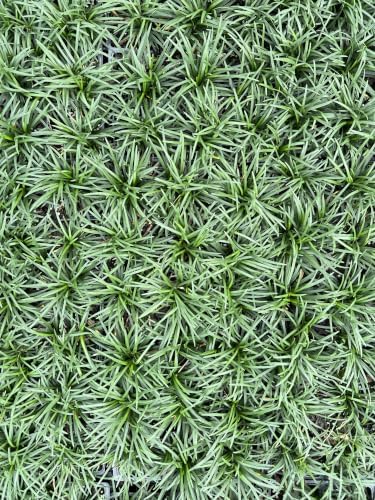Dwarf Mondo Grass (Ophiopogon japonicus 'Nanus') - 18 Live Plants in 3-Inch Pots, Evergreen Groundcover 2-4 Inches Tall, Shade Loving - Image 2