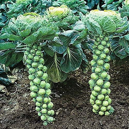 300+ Seeds Long Island Brussels Sprouts Cabbage - Vegetable Green - Image 7