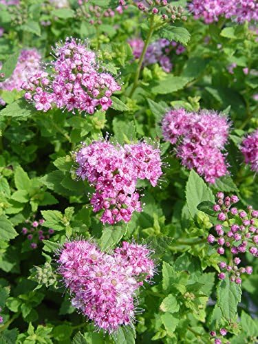 Spiraea jap. 'Little Princess' (Spirea) Shrub, #3 - Size Container - Image 3