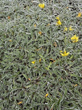 Dymondia margaretae (commonly Known as Silver Carpet) 5 Stems by Unknown