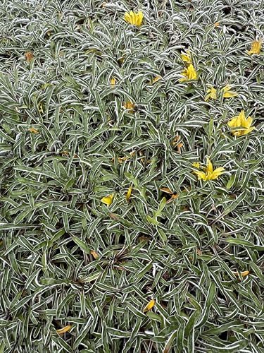 Dymondia margaretae (commonly Known as Silver Carpet) 5 Stems by Unknown