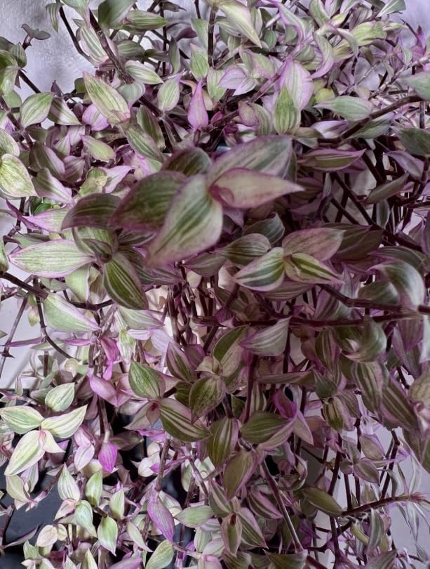 Pink Wandering Jew Live Plant, Tradescantia Outdoor Ground Cover Vibrant Variegated Callisia Repens Turtle Vine 2" Pot - Image 7