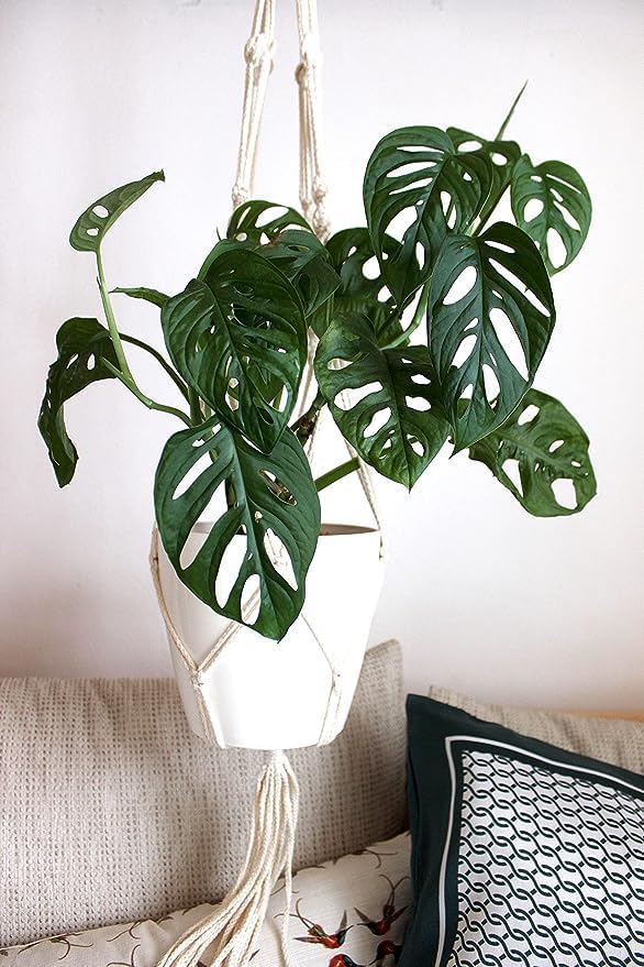 American Plant Exchange Monstera Adansonii – Live 4-Inch Pot Swiss Cheese Vine Plant, Small Easy-Care Trailing Houseplant, Low-Maintenance Air Purifying Plant for Home, Office & Garden Décor - Image 2