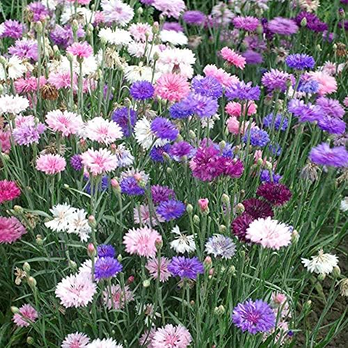 Outsidepride Dwarf Polka Dot Mix Cornflower Seeds - 1000 Pcs. Annual Bachelor's Button Flower Seeds for Cut Flower Gardens, Drought-Tolerant, Attracts Pollinators, Ideal for Borders & Bouquets by Outsidepride