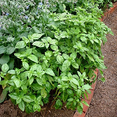 Bonnie Plants Sweet Basil Live Herb Plants - 4 Pack, Warm Season Annual, Italian & Asian Dishes - Image 3