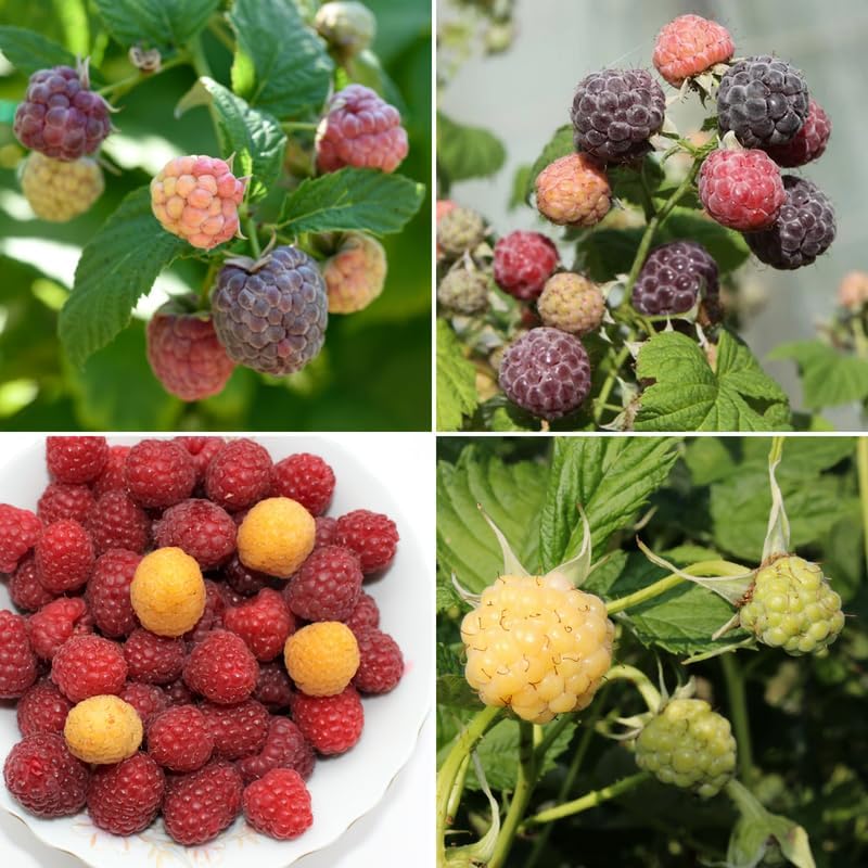 2 Mix Raspberry Live Plants, 5-9 Inch Tall Berry Bushes - Image 5