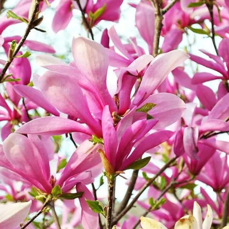 Ann Magnolia Tree Live Plant, Garden Flower Tree, 2.5 Inch Pot - Image 3