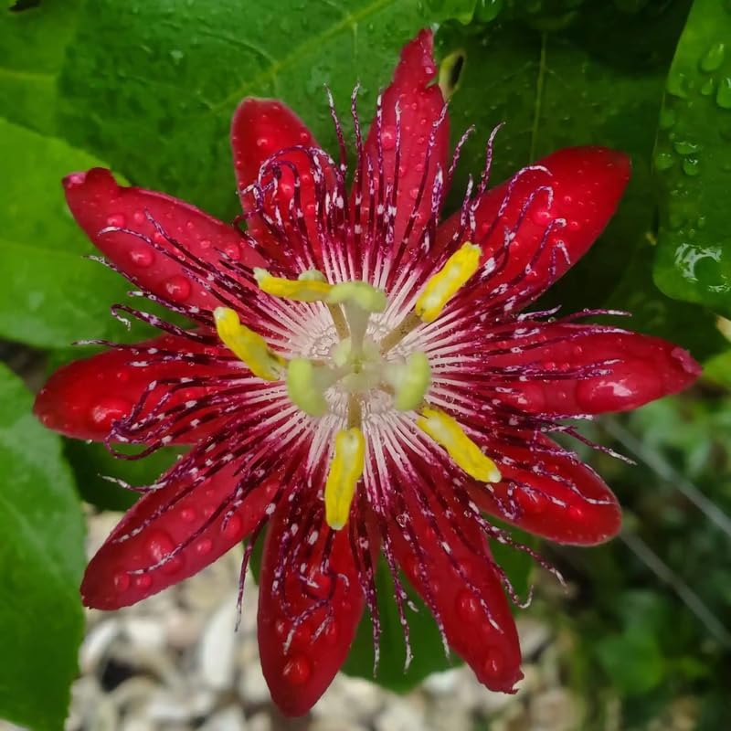 Burgundy Passion Flower Live Plant, Passiflora Trellis Vine, 4-8 Inches - Image 3