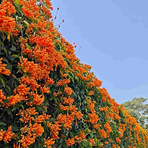 100 Count Pyrostegia Venusta Flower Seeds Firecracker Cigar Plant - Perennial Fast Climbing Vine, Long Flowering Season, Suitable for Home Gardens & Patios - Image 2