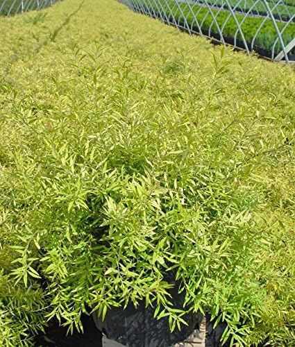 Spiraea thun. 'Ogon' (Mellow Yellow) (Spirea) Shrub, #3 - Size Container - Image 2