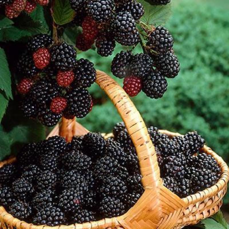 2 Chester BlackBerry Plants Live for Planting, High Yielding, Sweet Juicy Berries for Your Garden, 4-6" in Tall, Cold Hardy, Dormant in Winter, No Pot - Image 4