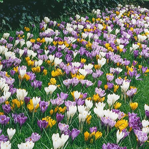 Direct Gardening - Giant Naturalizing Crocus Dormant Spring Flowering Bulbs - 25 Bulbs per Offer - Image 2