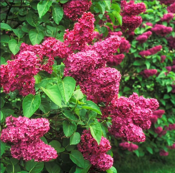 Red Pixie Lilac Shrub – Fragrant Reblooming Lilac Bush | Cold Hardy, Drought Resistant & Low Maintenance | Attracts Butterflies & Bees | Perfect for Small Gardens & Containers – Live Plant - Image 4