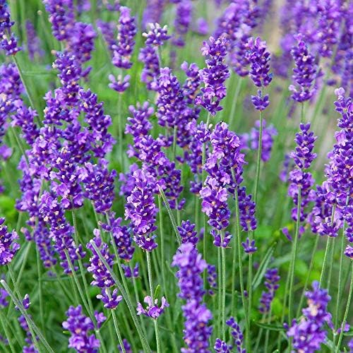 Greenwood Nursery: Live Perennial Plants - Munstead Lavender + Lavandula Angustifolia - [Qty: 1x 3.5 Pot] - (Click for Other Available Plants/Quantities) by GreenwoodNursery
