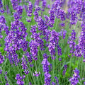 Greenwood Nursery: Live Perennial Plants - Munstead Lavender + Lavandula Angustifolia - [Qty: 10x 3.5 Pots] - (Click for Other Available Plants/Quantities) by GreenwoodNursery