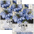 Seed Needs Black Cumin Seeds to Plant an Herb Garden - 2 Packs by SeedNeeds