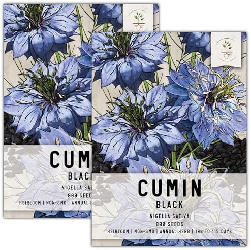 Seed Needs Black Cumin Seeds to Plant an Herb Garden - 2 Packs by SeedNeeds