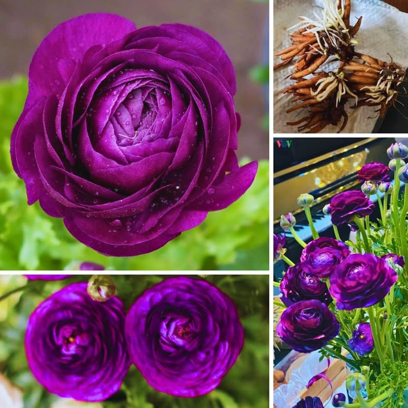 25 Purple Ranunculus Live Bulbs, Spring Planting Flower Bulbs - Image 3