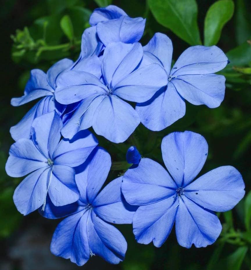 Plumbago Imperial Blue – Pack of 3 Live Starter Plants (4-6 Inches Tall) – Plumbago Auriculata, Cape Leadwort, Sky Flower – Fast-Growing, Container-Friendly Shrub with Long-Blooming Sky-Blue Flowers - Image 3