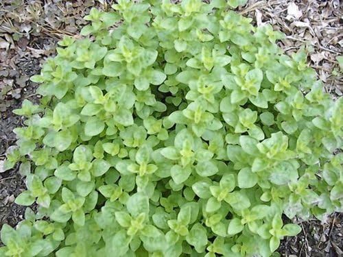 Herb Seed Garden Collection 6, Heirloom, Non GMO, Seeds, 6 Top Seeds Types, Country Creek Acres - Image 3