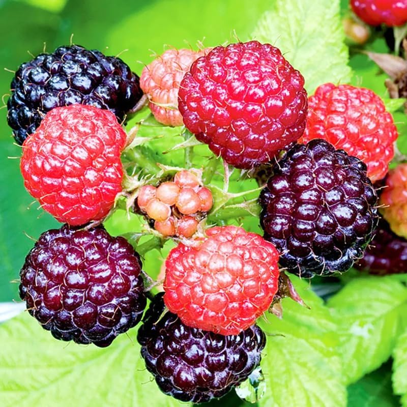 Black Raspberry Live Plant Potted 1-2 Years Old, Berry Bush - Image 2