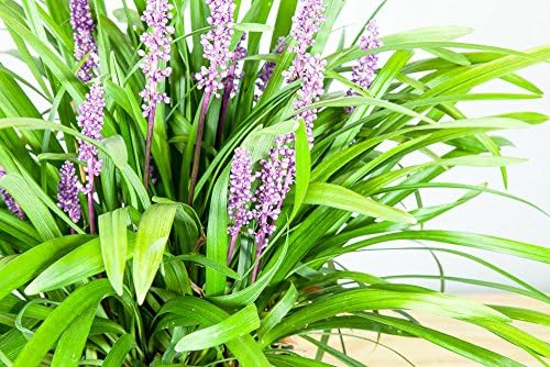 Royal Purple LIRIOPE - Size: 1 Gallon, Live Plant, Includes Special Blend Fertilizer & Planting Guide - Image 6