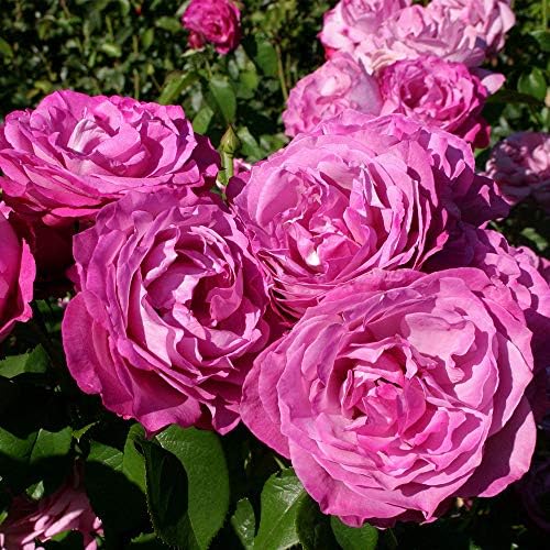 Heirloom Hybrid Tea Roses, Live Own Root Plant, The Heirloom - Image 3