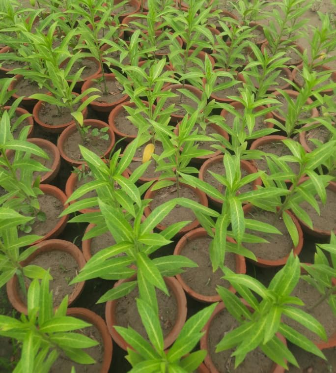 Set 3 Yellow Milkweed Flowers Plants Yellow Asclepias Plants Perennial Milkweed Flowers Bushes 4-6 Inch Tall - Image 2