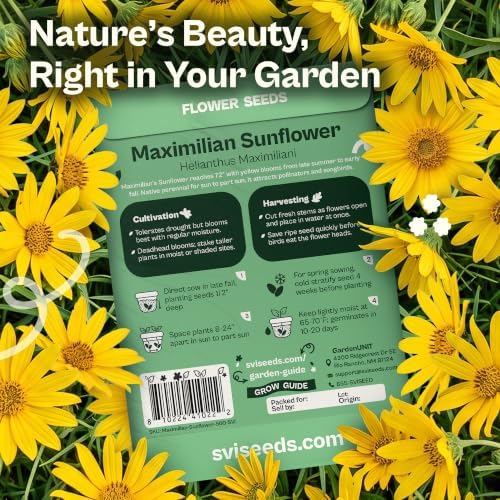 SVI 500 Maximilian Sunflower Heirloom Flower Seeds Helianthus maximiliani - Image 2