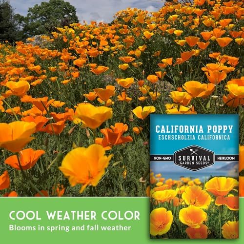 Survival Garden Seeds California Poppy Seeds for Planting, 2 Packs - Image 3