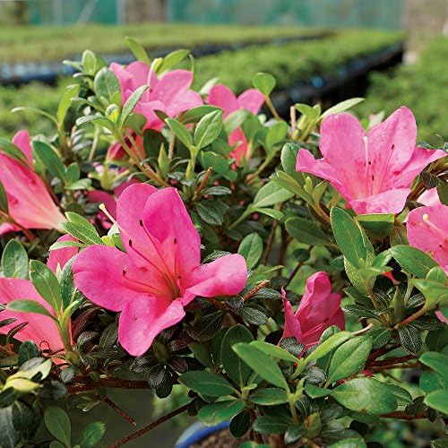 Brussel's Bonsai - Small Live Satsuki Azalea Bonsai Tree Gift Kit - Image 3