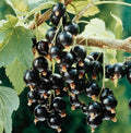 Black Currant Live Plant, Backyard Berry Shrub, 6-12 Inch Tall by PlantsSeedsBulbs